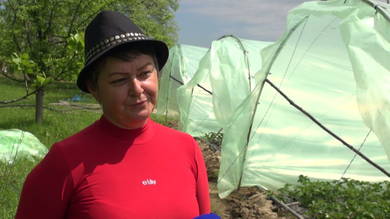 PROIZVODNJA JAGODA ČELIĆ