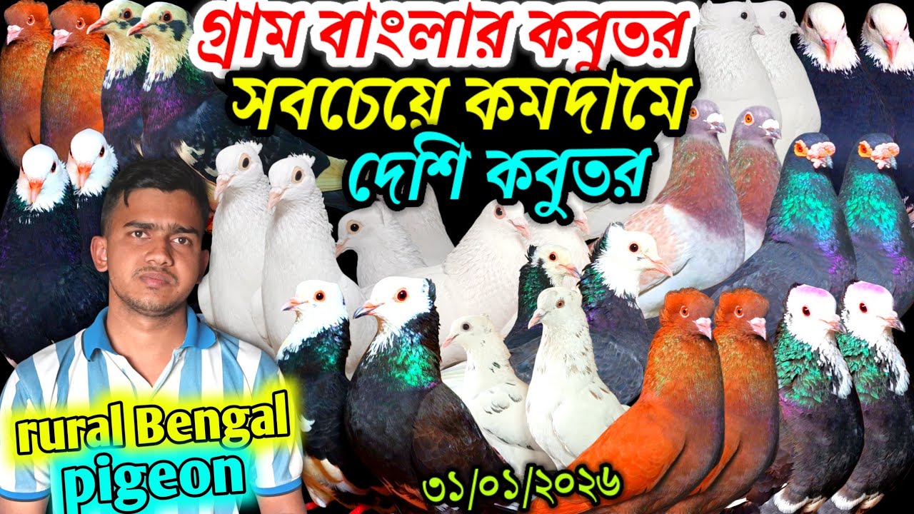 গ্রাম বাংলার কবুতর সবচেয়ে কমদামে দেশি কবুতর বিক্রি হবে হাসান আলী ভাইয়ের খামার থেকে pigeon video