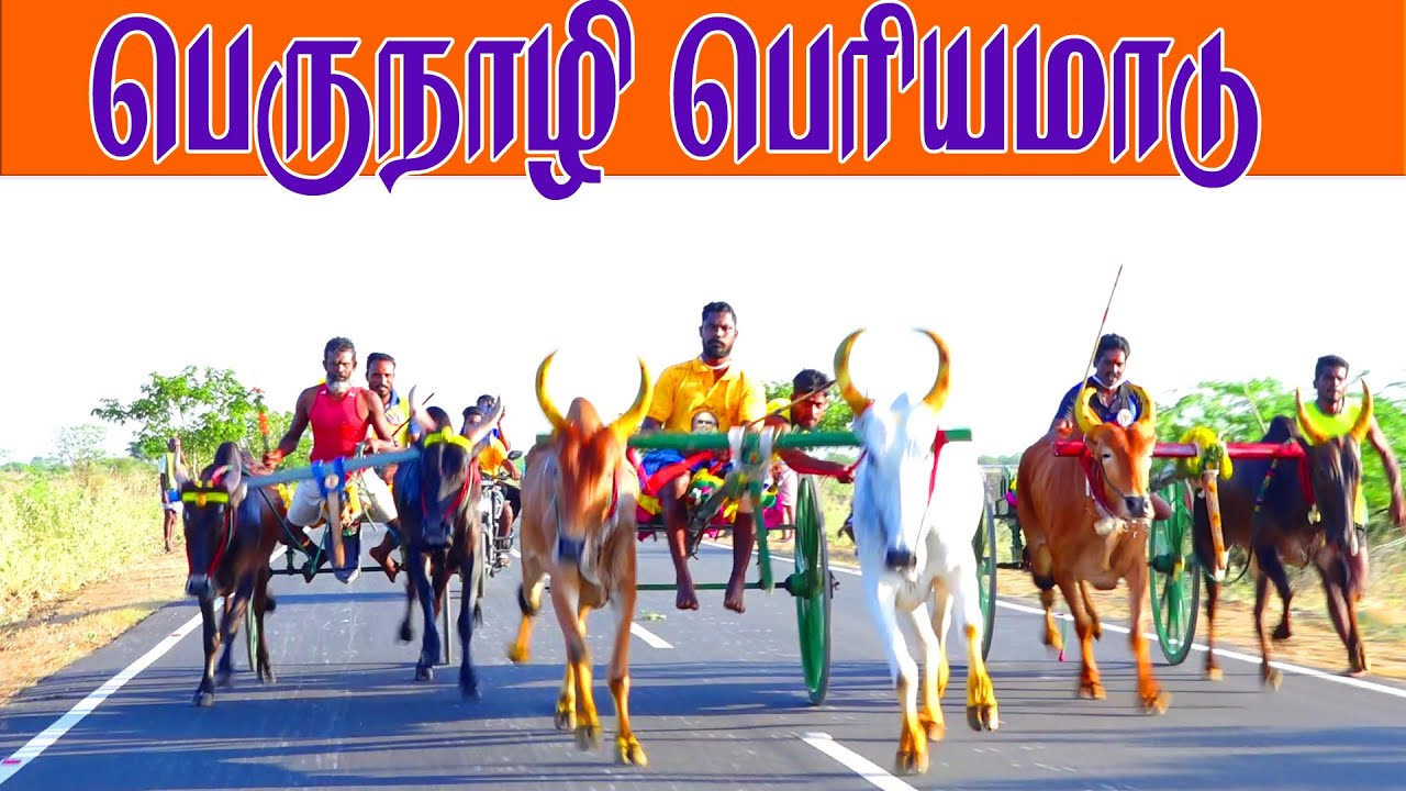 இராமநாதபுரம்(மாவட்டம்) பெருநாழி பெரியமாடு பந்தயம் 30.07.2023   -5