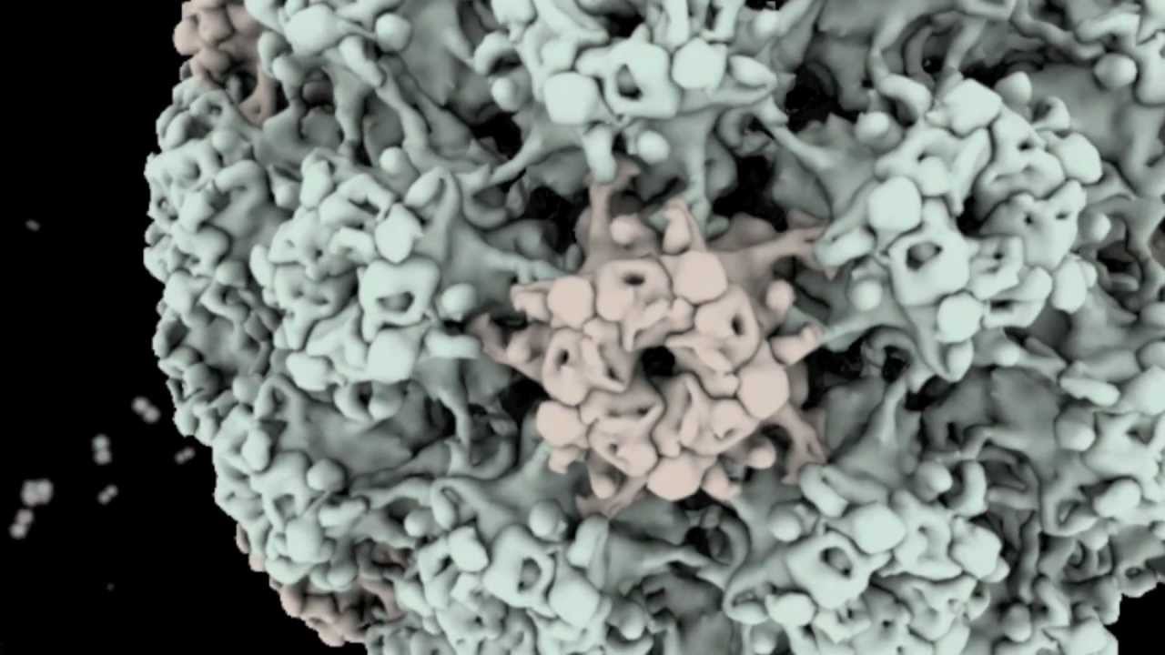 Assembly of Human Papilloma Virus Virus-Like Particles