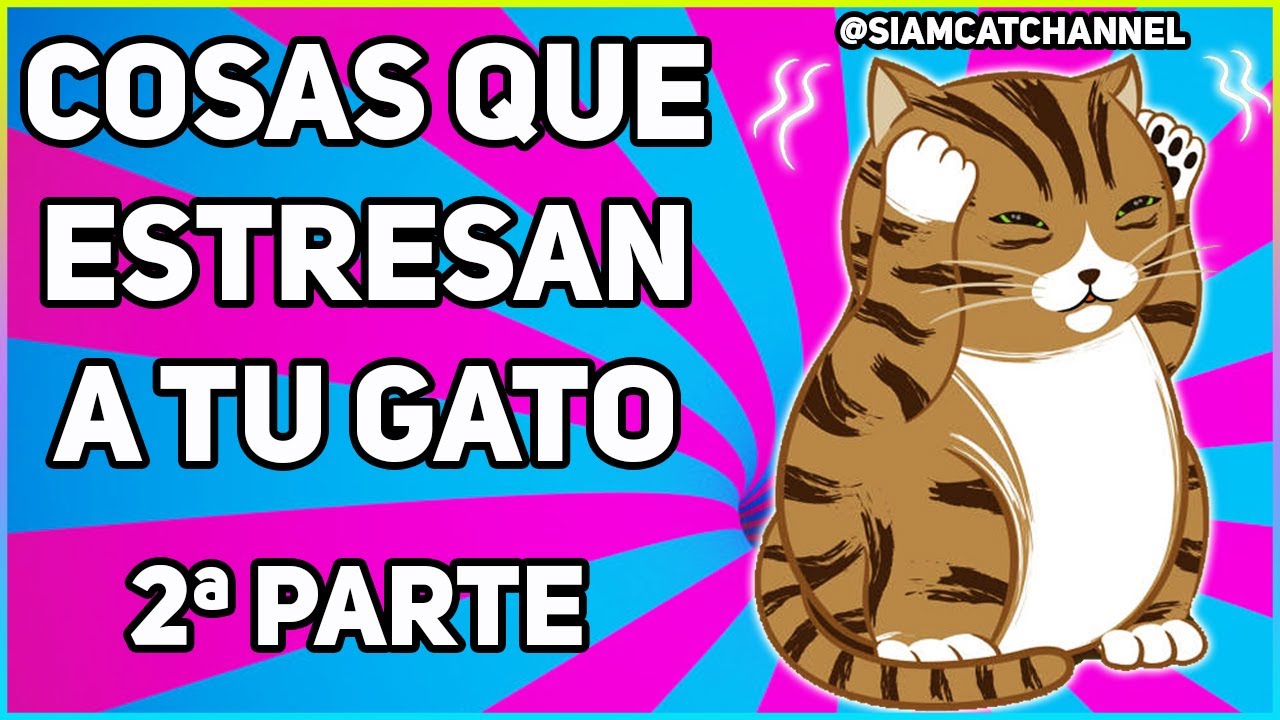 COSAS QUE ESTRESAN A LOS GATOS (2a Parte) - SiamCatChannel