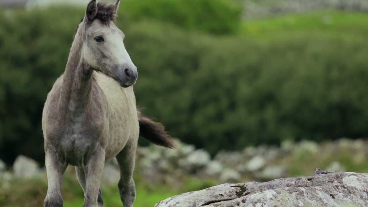 Running Free: The Untamed Spirit of a Galloping Horse