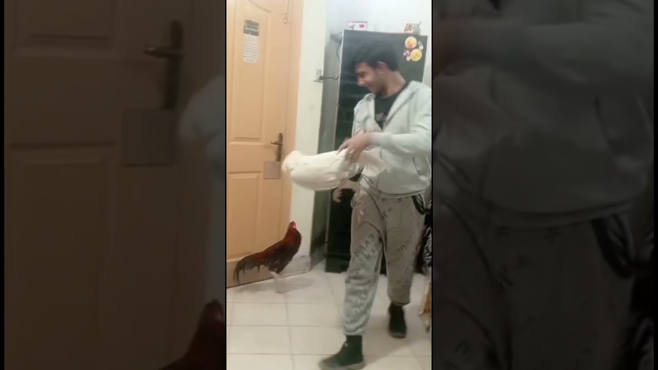 #aseelmurga #unfreezemy #funnyanimals #birds #unfreezemyacount #funnybirds #parrot #unfreeze