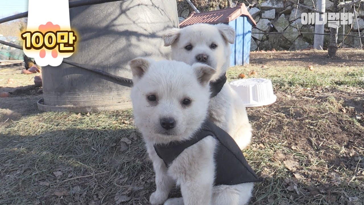 Что случилось с щенками, которые родились в дикой природе?