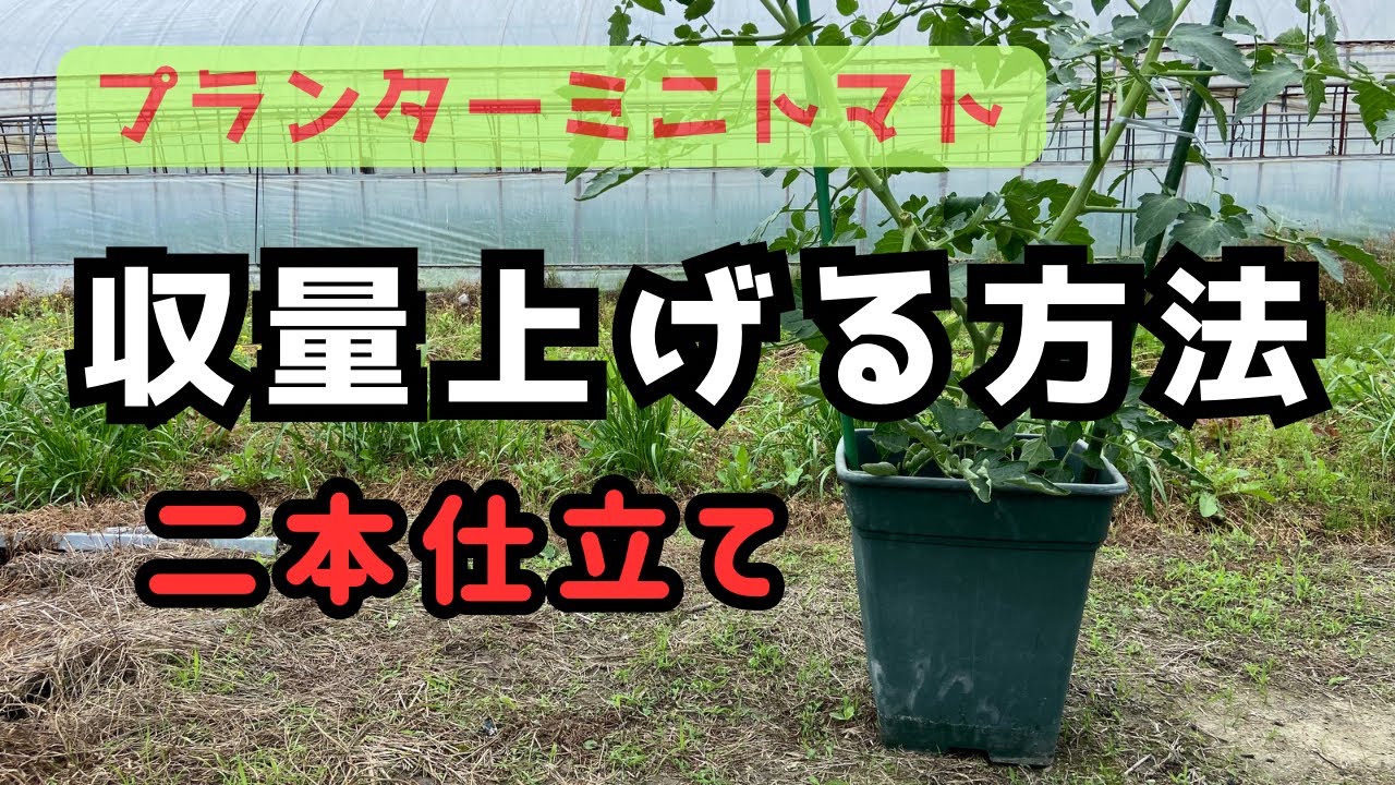 「プランターミニトマト」二本仕立ての方法【収穫1.5倍】