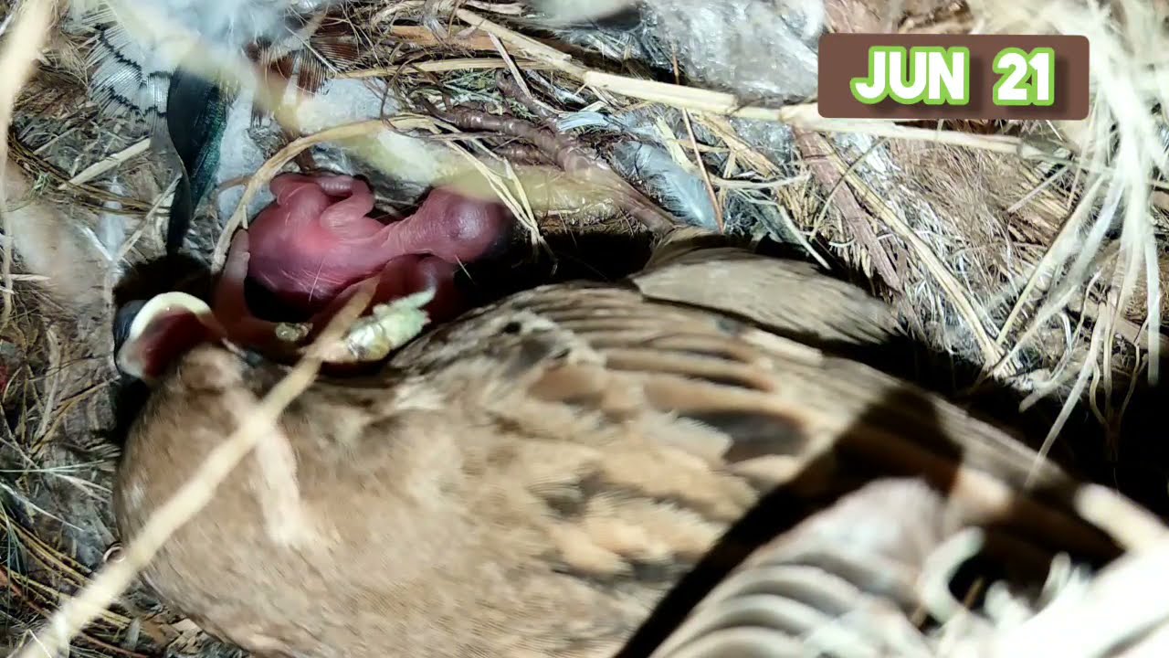complete growth of House Sparrow Bird in Nest Box. full video