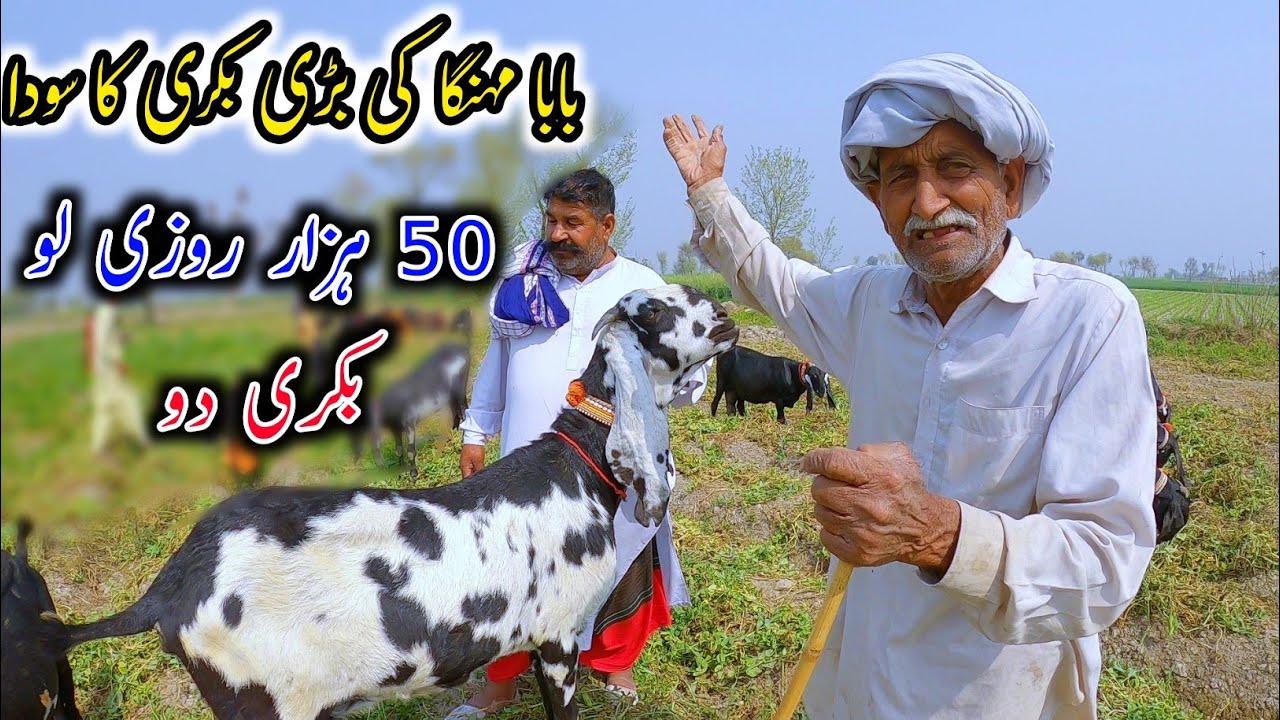 Soda Ho Ga Ya Nahi - Purchasing Of A Big Goat From Baba Mehngha Gujjar