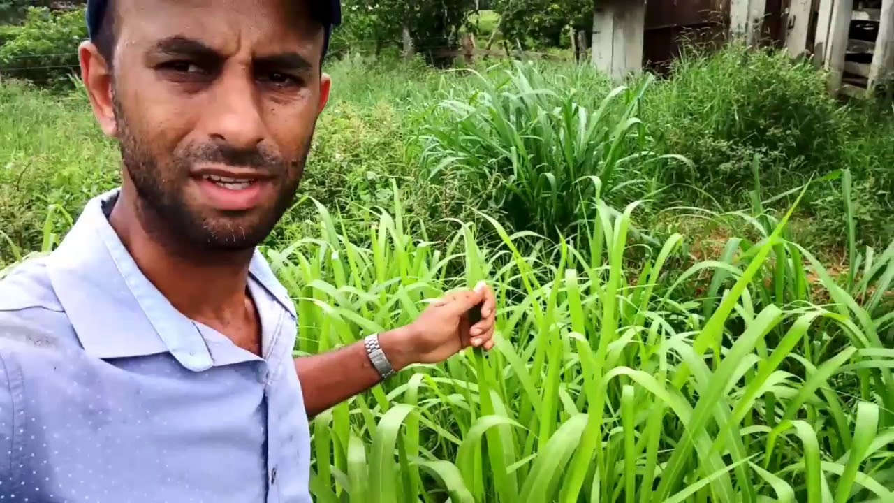 COMO REFORMAR SEU PASTO GASTANDO POUCO E LUCRANDO!