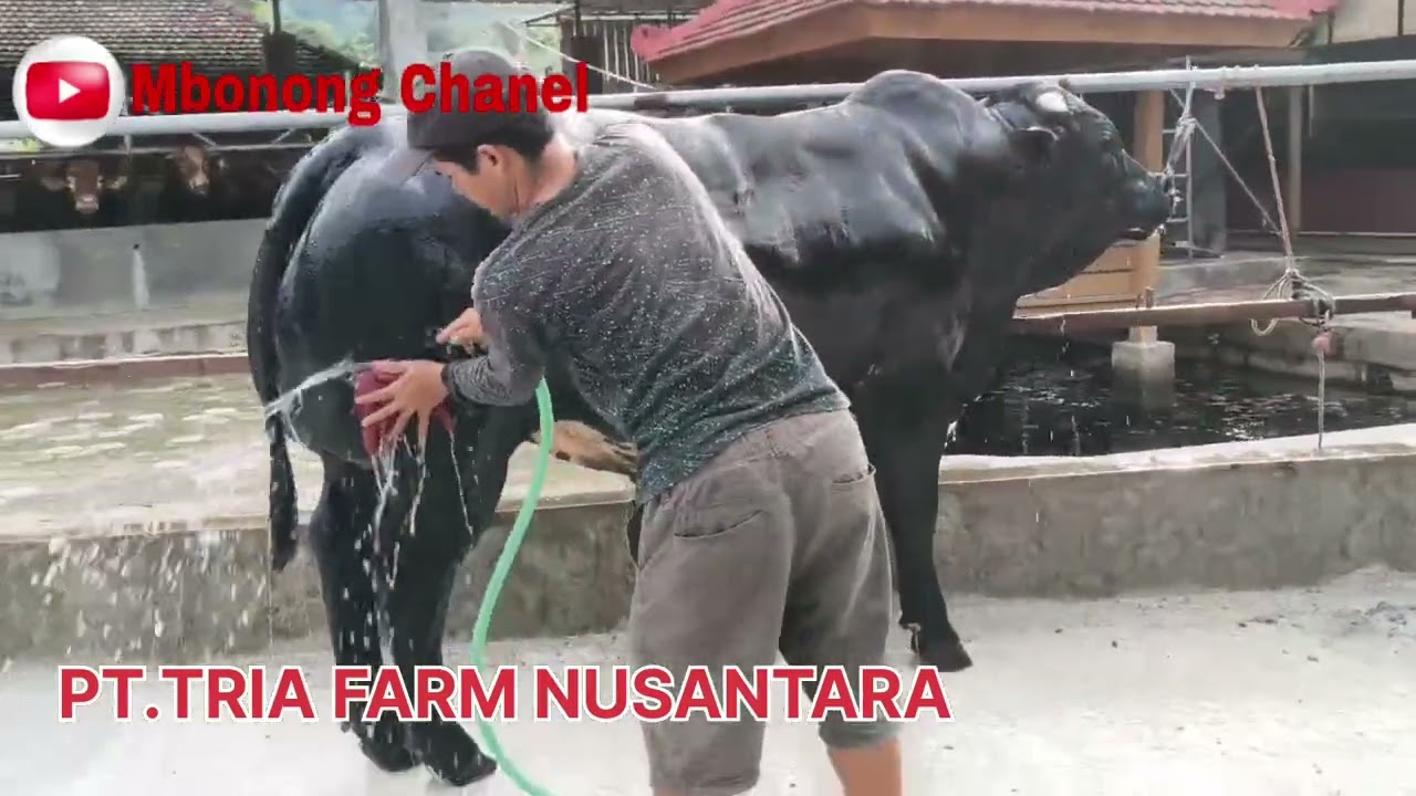 PT.TRIA FARM NUSANTARA. SAPIKU SEMANGATKU.