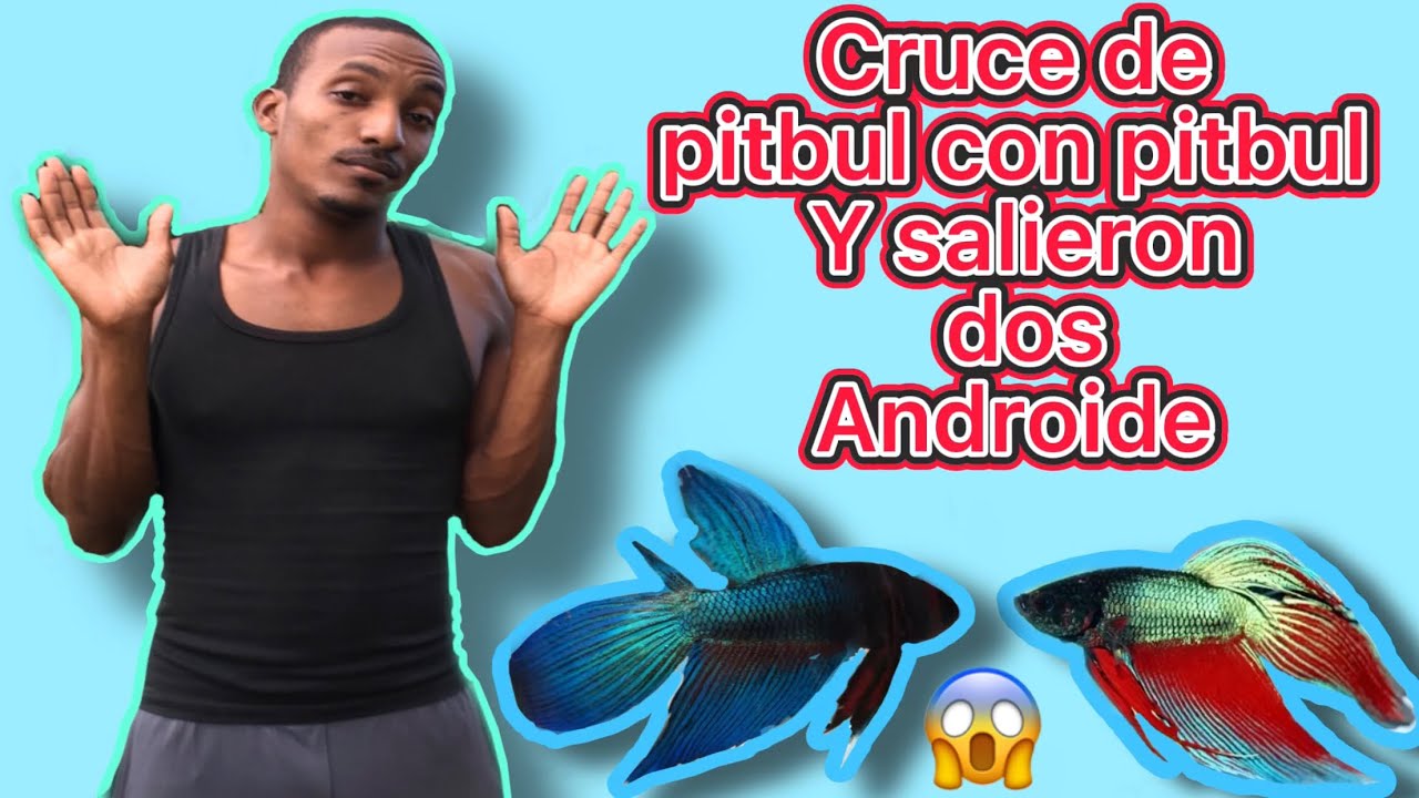 Cruce de pitbul con pitbul salieron dos androide, como alimentar crías con Artemia