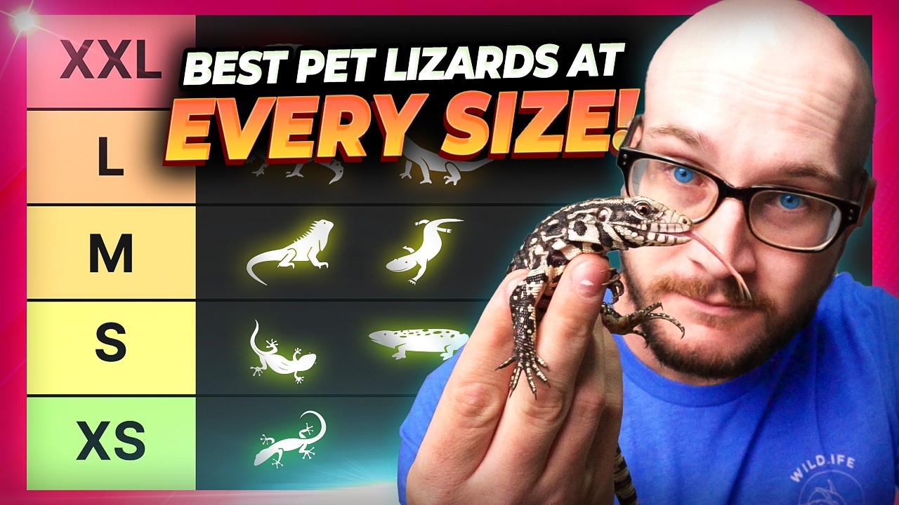 The BEST Pet Lizard At Every Size!