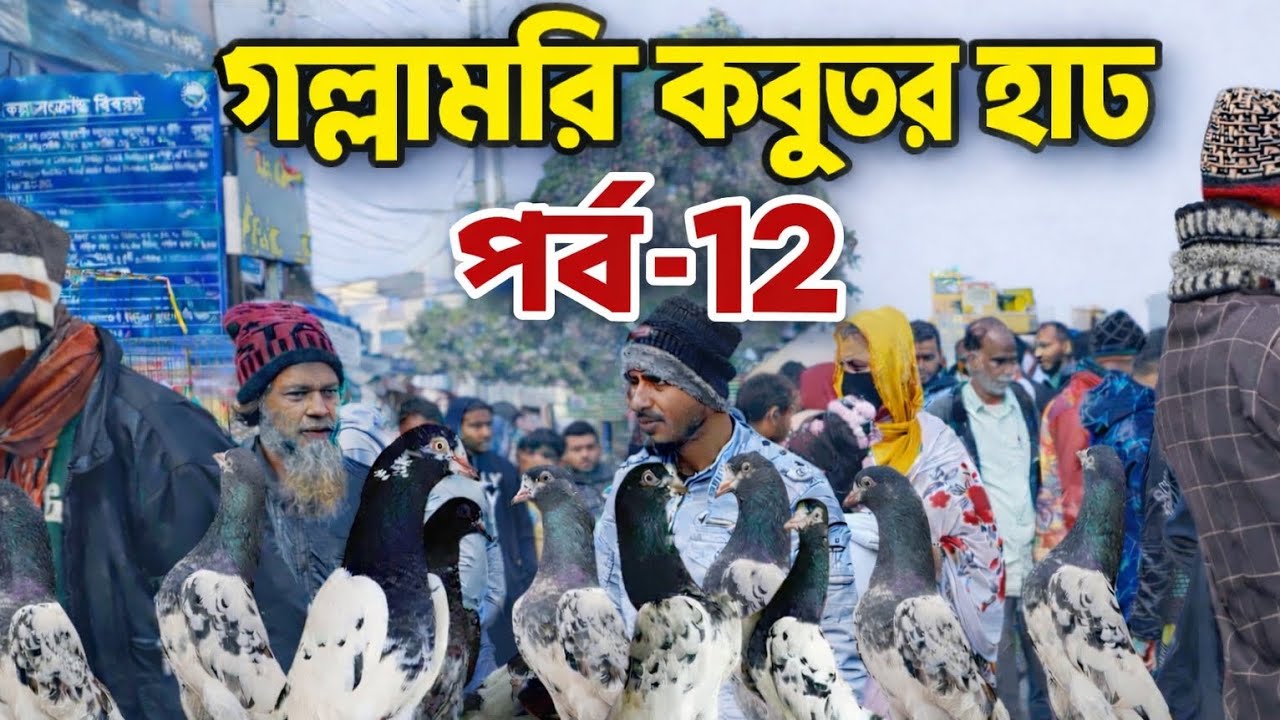 গলাবারি কবুতর হাট !! পর্ব-12