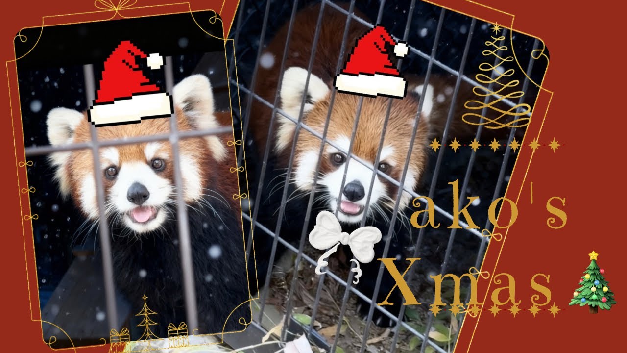 あこちゃん初めてのひとりイベントひとりXmas🎄