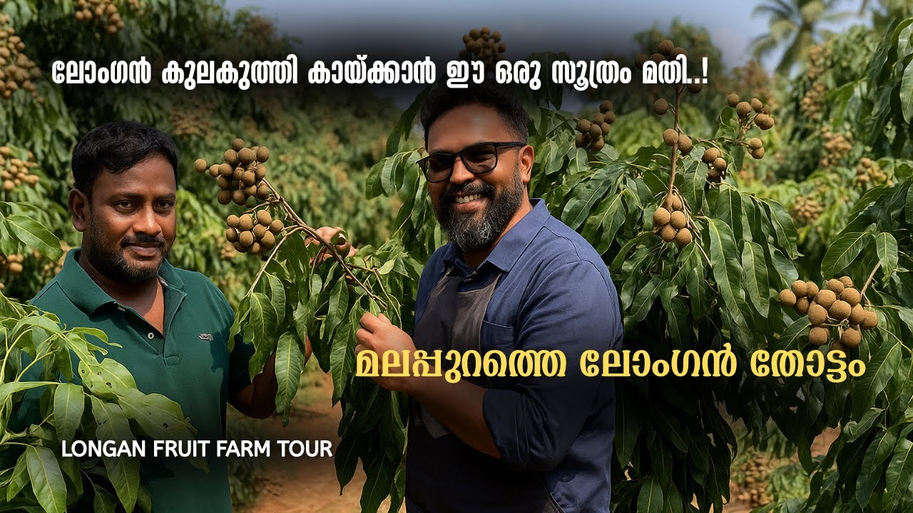 ലോംഗൻ പഴം കുലകുത്തി കായ്ക്കാൻ ഈ വിദ്യ ട്രൈ ചെയ്ത്‌ നോക്കൂ.. മലപ്പുറത്തെ ലോംഗൻ തോട്ടം കാണാം. 