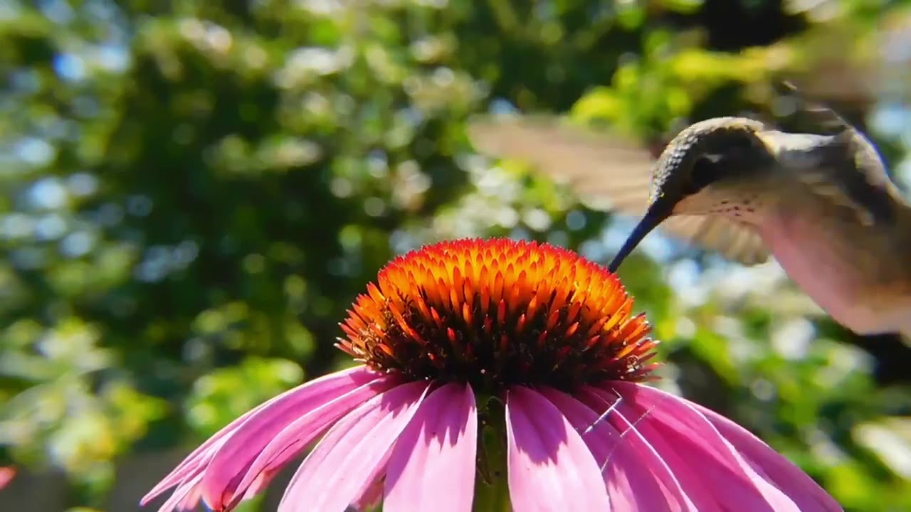 MUHTEŞEM EKİNEZYA &Ccedil;İ&Ccedil;EĞİ | ECHINACEA