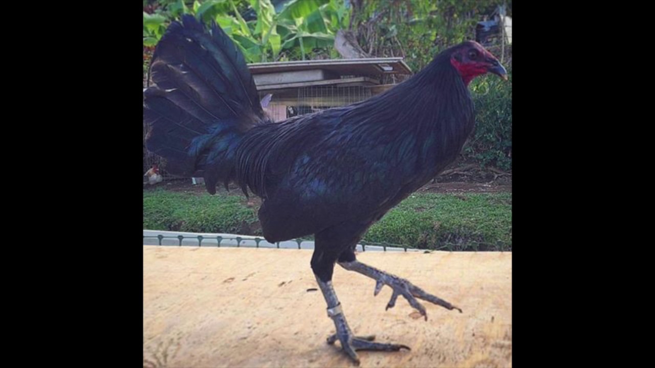 LA GALLINA NEGRA. Salvador Bravo.