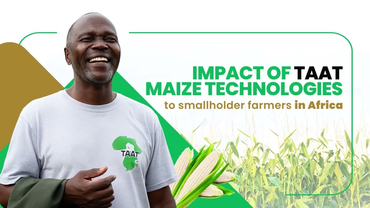 Impact of TAAT Maize technologies to smallholder farmers in Africa