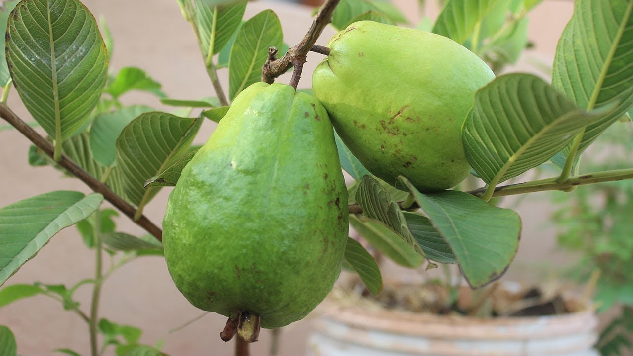 Growing Guava in a Container -Terrace Garden