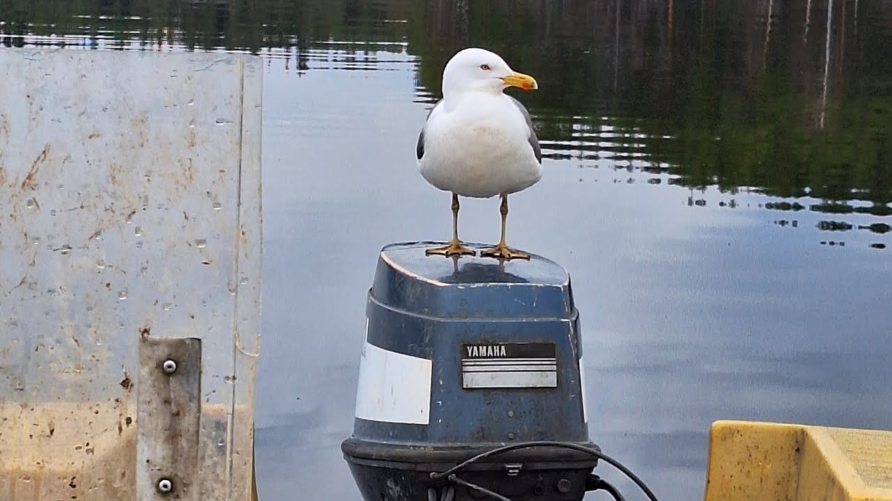 Verkkokalastusta  Pielisellä 16.5.24.     kevätkausi käyntiin