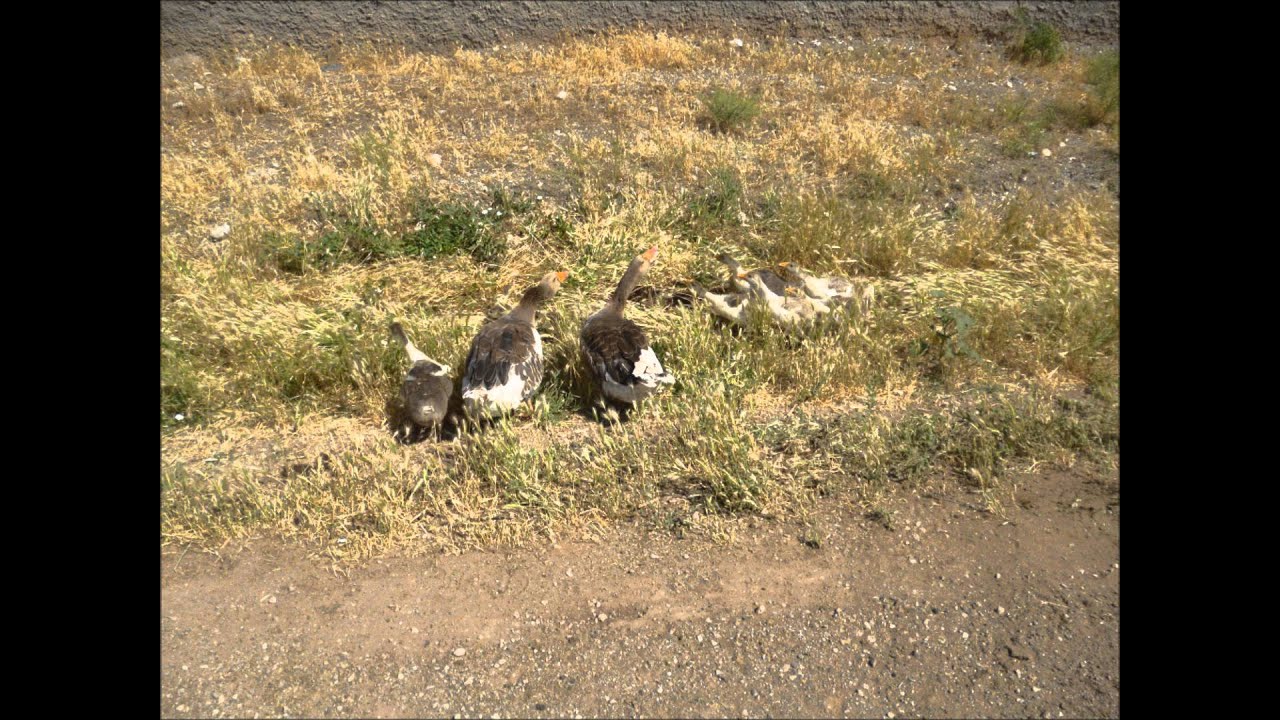 çavuşcu köyü