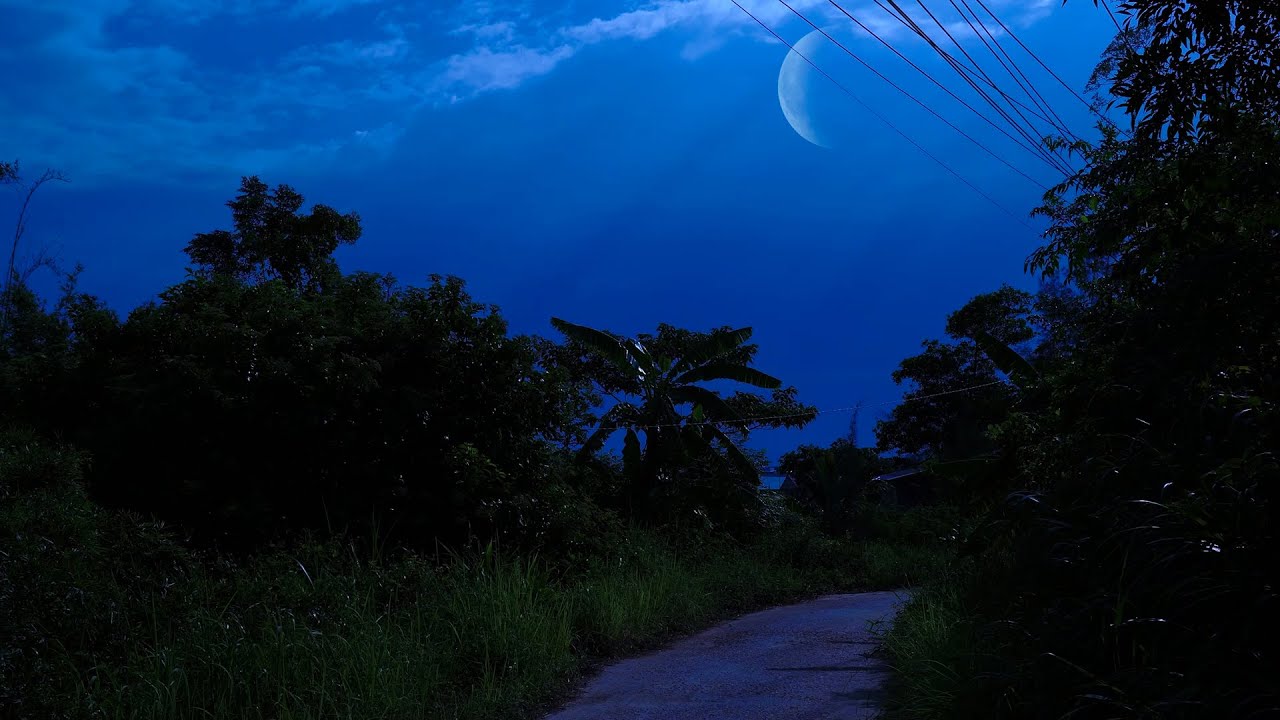 Summer Night Sounds - Cricket Sounds for Sleep, 10 Hours White Noise, Deep Sleep Nature Sounds