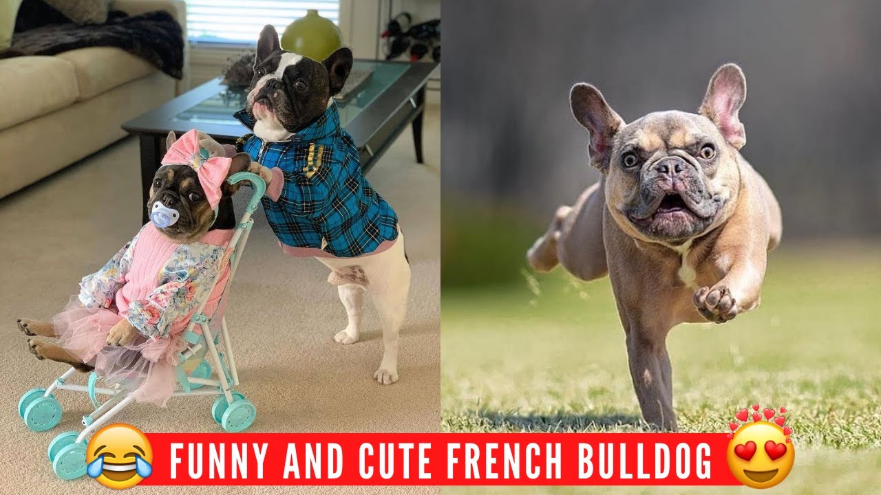 Funny French Bulldog Puppies Videos Compilation - Frenchie Cute Moments