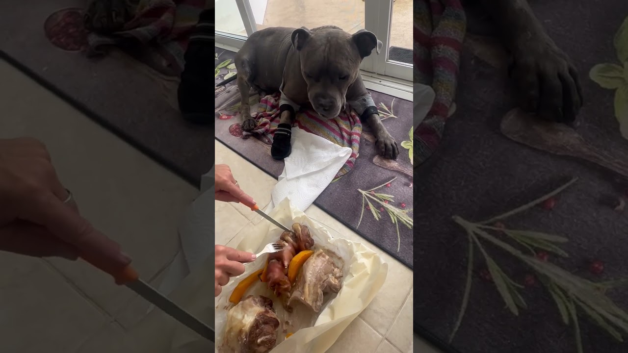 MAX The adorable AmStaff ❤️ enjoying dinner 🍖