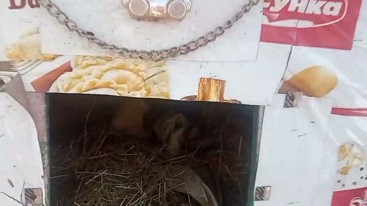 Боцмана привезли с больницы!Пупся очень рада видеть друга!