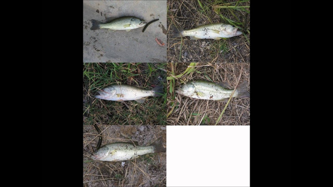COAF Field Team - 2011 Slideshow "Fish We Caught!"