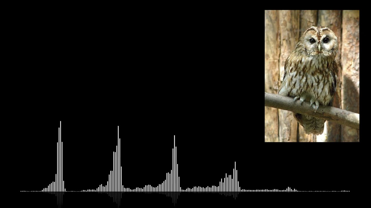 (Réup) APPRENDRE LES CHANTS D'OISEAUX - 3 : La Chouette hulotte
