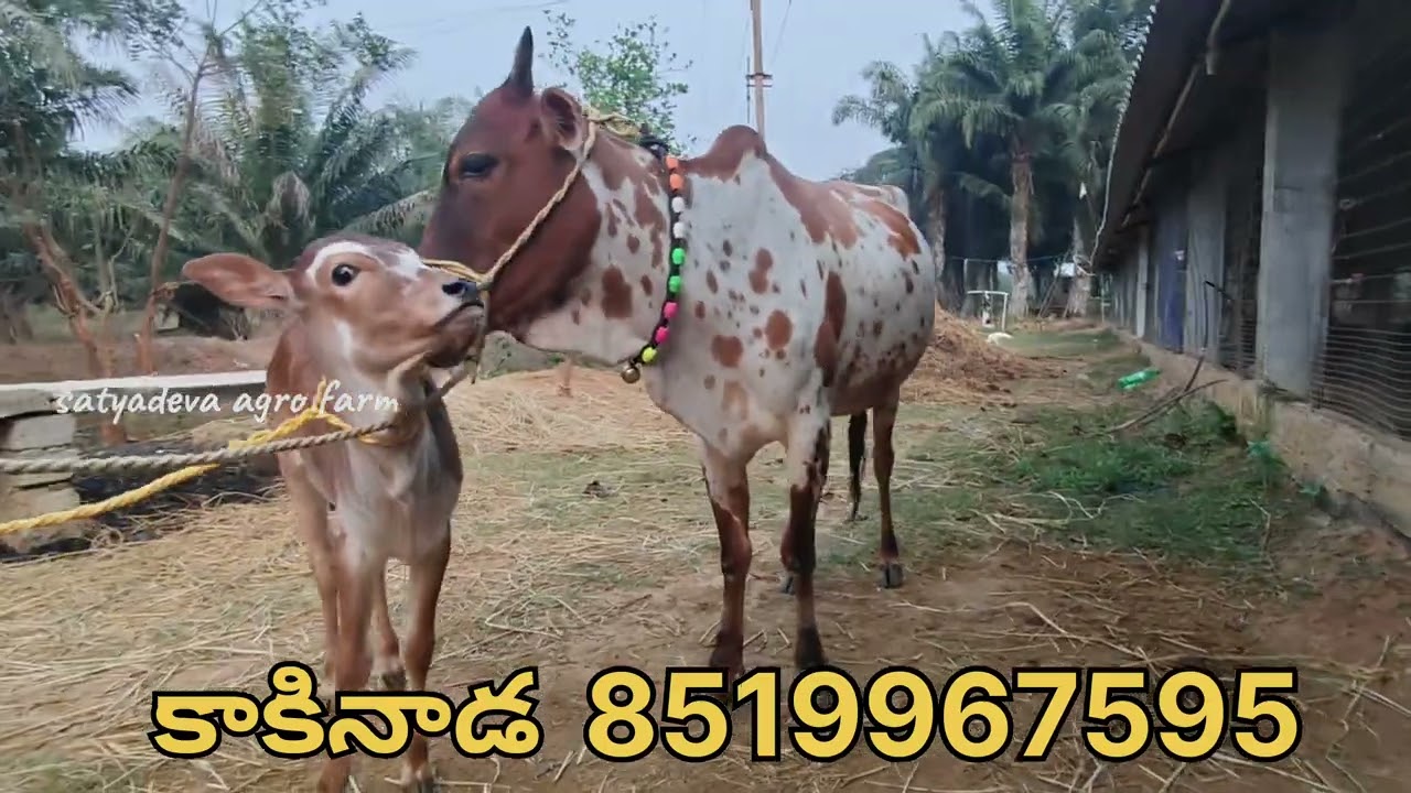 పెయ్య దూడతో ఎర్ర బట్టల ఆవు అమ్మబడును#viral video#trending #cow #farming #animals #trending video#