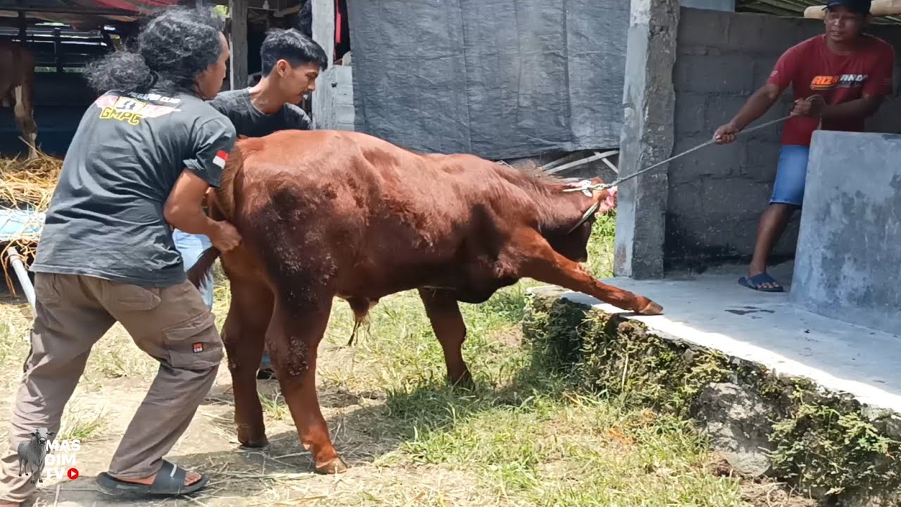 Satu Bulan Lalu Sapinya Habis Di Hajar PMK. Pertama Kali Langsung Beli Pedet Super Riza Andi Farm !!