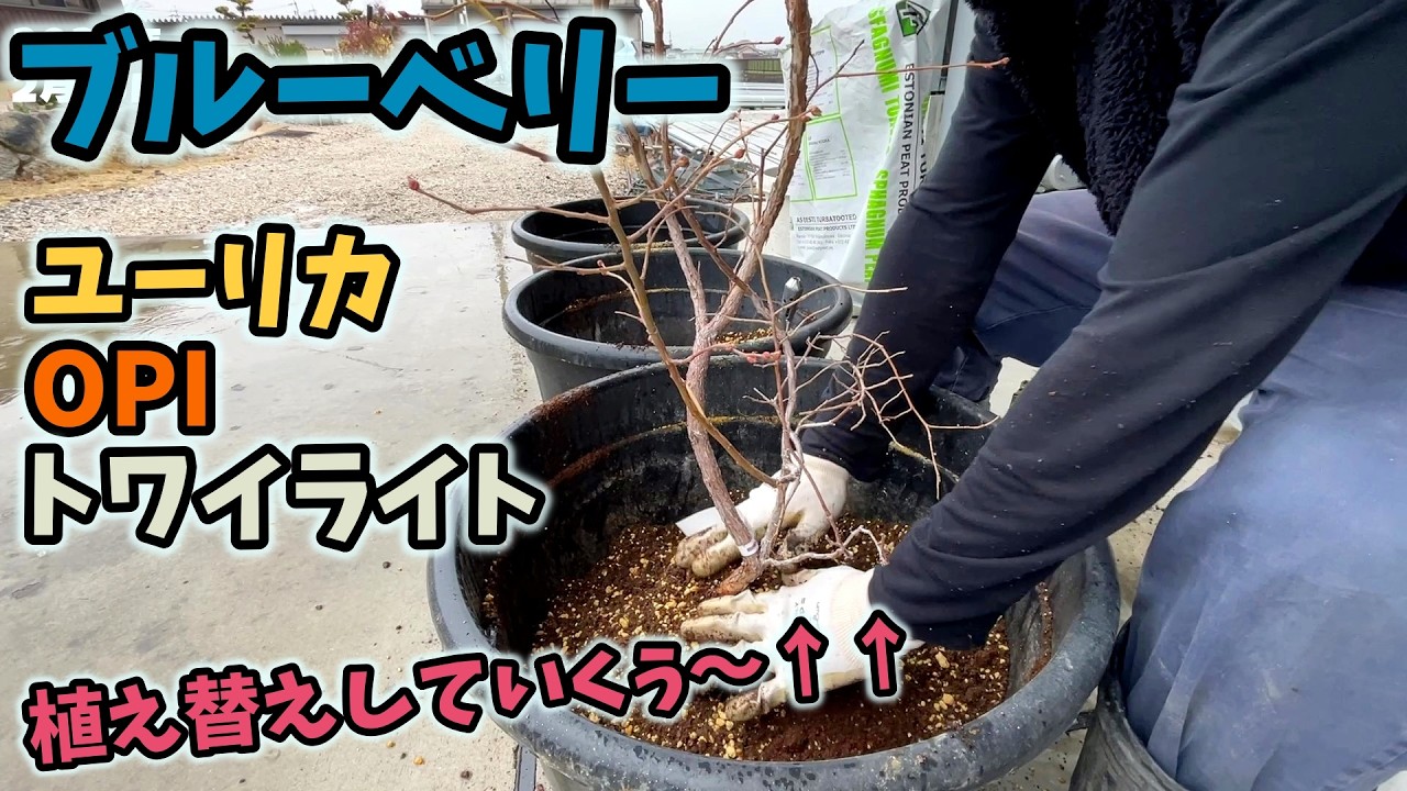 【ブルーベリー】レア品種の植え替えしたった【8回目】佐賀県吉野ヶ里町で果樹栽培日誌＃ぶどう栽培#シャインマスカット＃ブルーベリー栽培