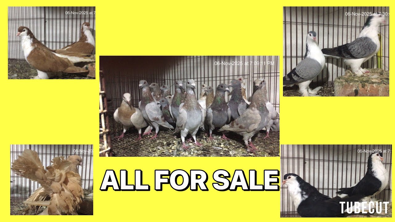 ALL FOR SALE KALLER SAYDEN CHOHA KHALSA SHAH G PEGION 03485987772 03079512892