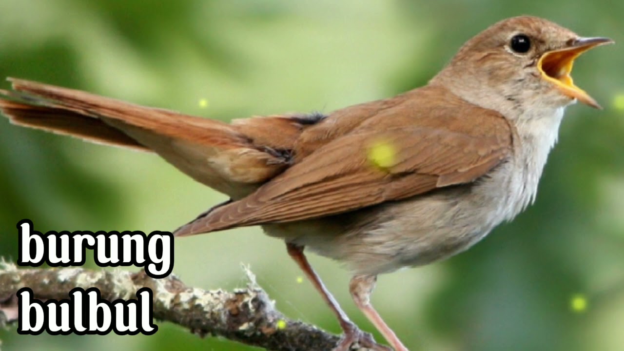 Suara Burung Bulbul + suara terapi alam