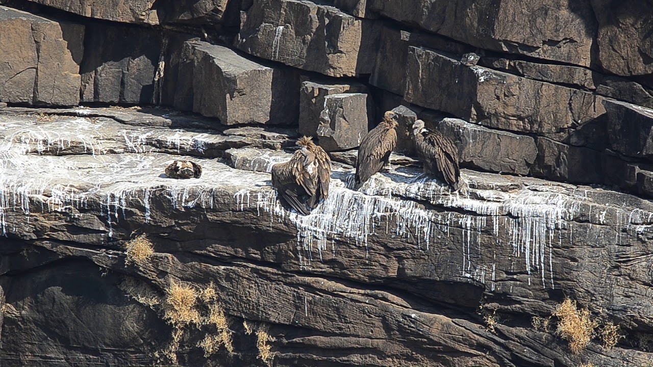 Vulture point Panna Tiger Reserve