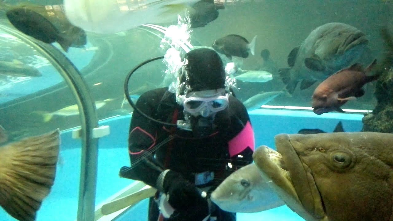 [FHD]2015/07/26 魚津水族館 富山湾大水槽お食事タイム(13:50)