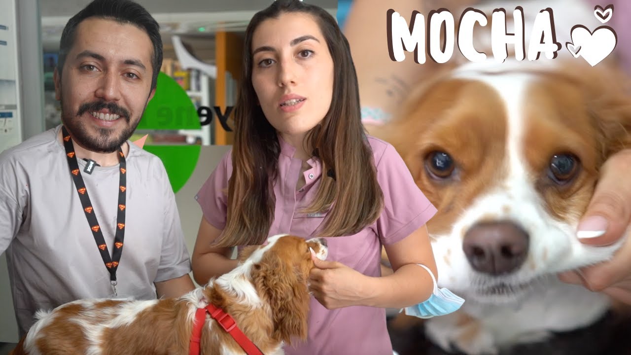 MOCHA AŞI İÇİN GELDİ  - TEHLİKELİ KULAK ENFEKSİYONU ÇIKTI !!!