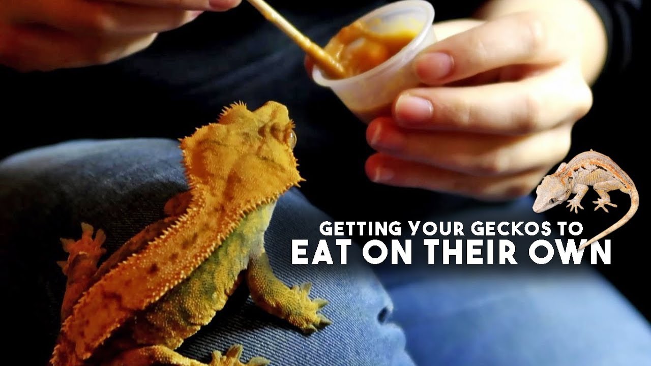 Getting Your Crested Gecko To Eat On It's Own!