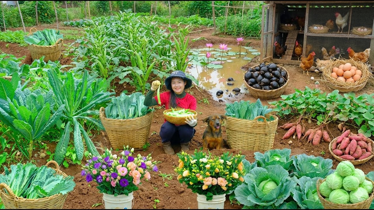Harvest: Black Apple Snails, Chicken Eggs, Okra, Kale, Sweet Potatoes... – Sell At The Market