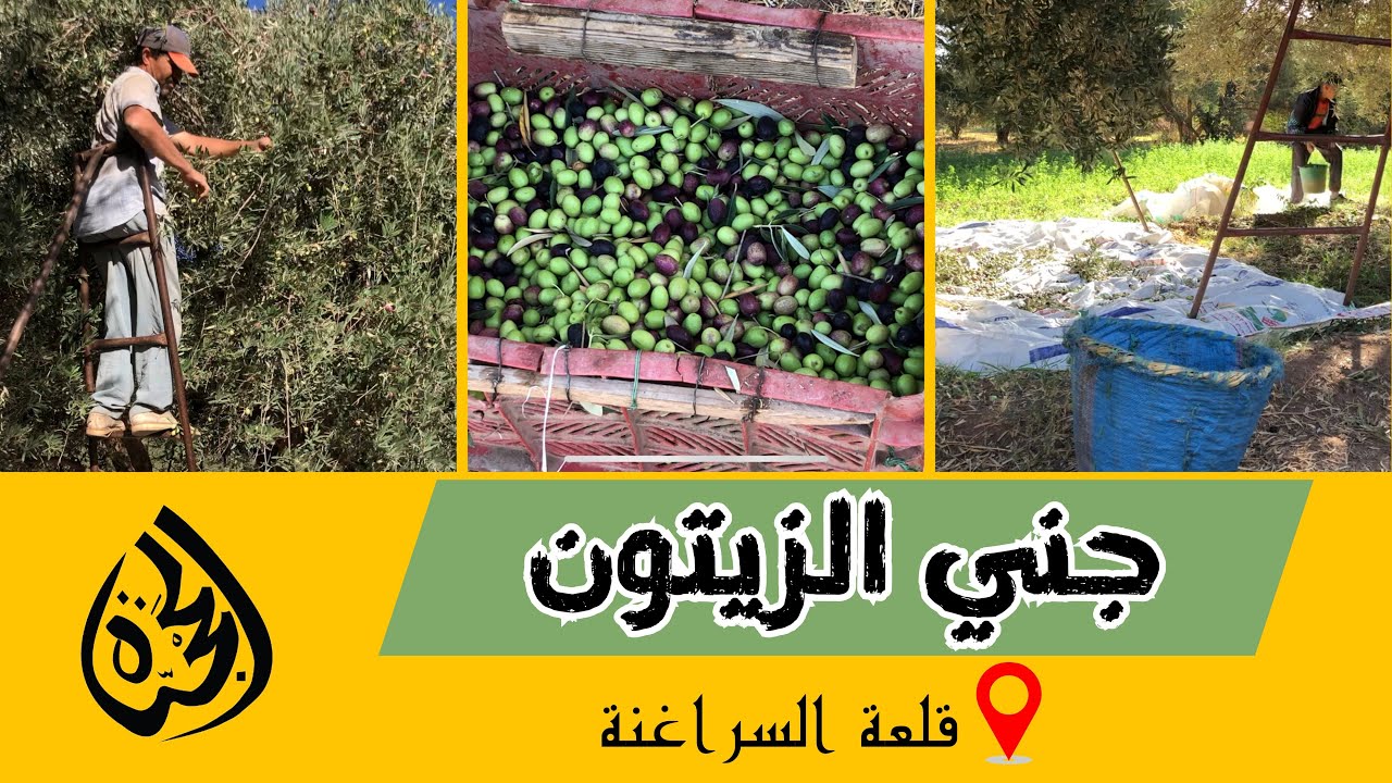 أجيو تعيشوا معنا أجواء جني الزيتون بإقليم قلعة السراغنة + علاش موسم الزيتون بدى بكري هاد العام