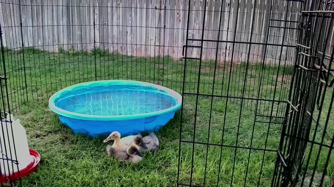 Live Duck Camera