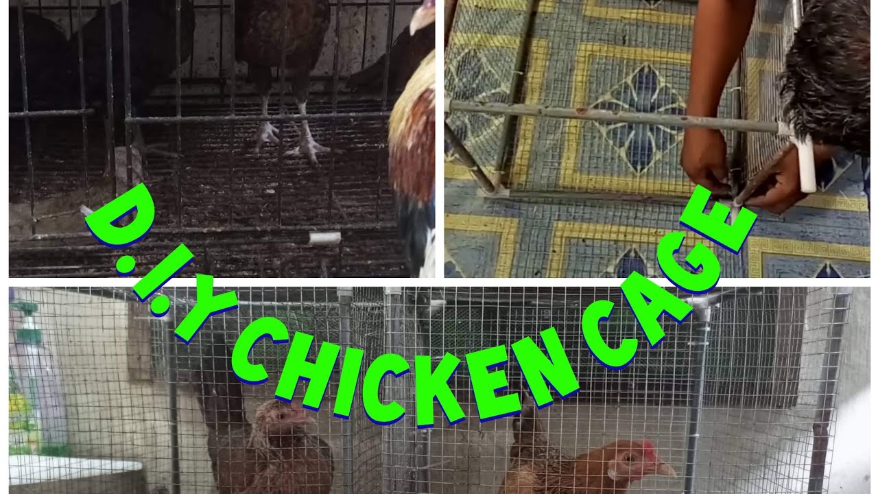DIY CHICKEN CAGE/Rustine jacob and mommy vlog