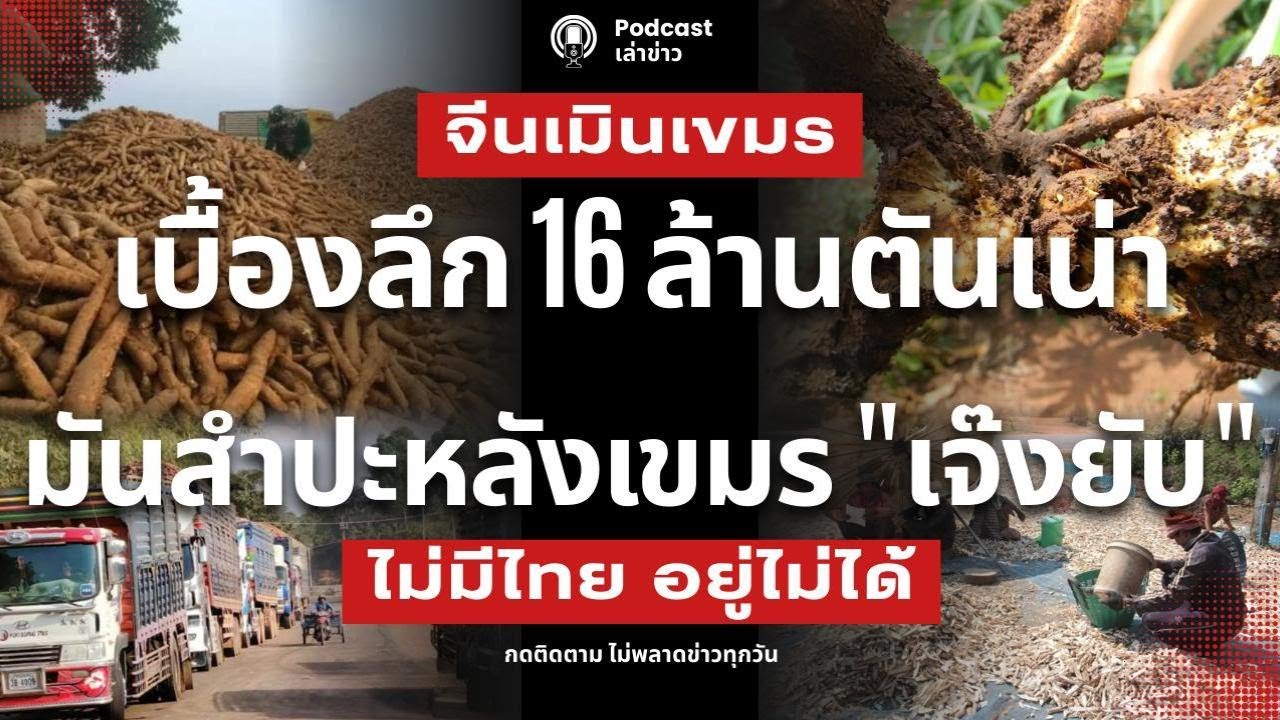 จีนเมินเขมร! มันสำปะหลัง 