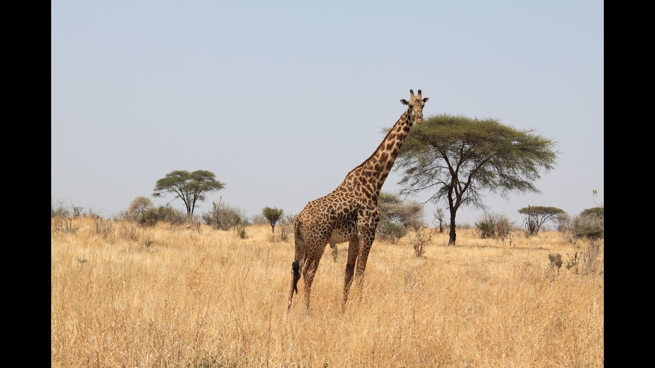 Africká savana