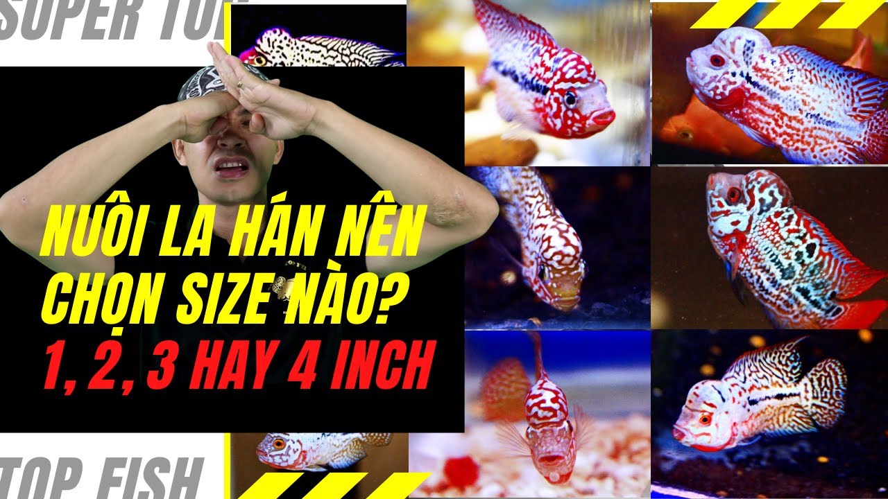 Nuôi cá la hán nên chọn size nào? Chọn cá la hán size 1 ngón, 2 ngón hay 3 ngón?