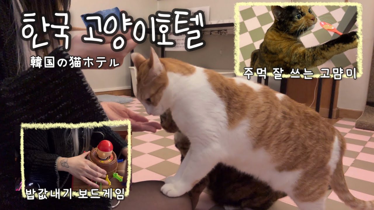 한국에도 고양이호텔이 있다구? • 전객실 애견 동반가능한 고양이방과 보드게임이 있는 이색호텔 “ 유호텔 ” 🐾 韓国ホテルのおすすめ
