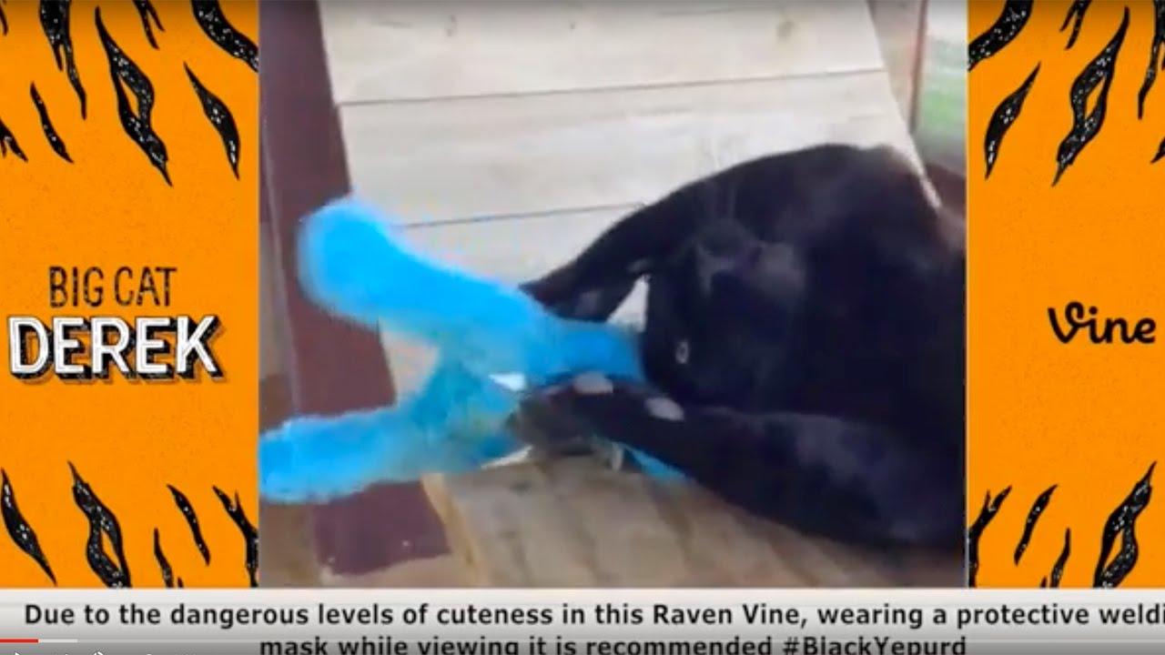 Cutest BigCatDerek Vines Compilation | Best Vines of All Time