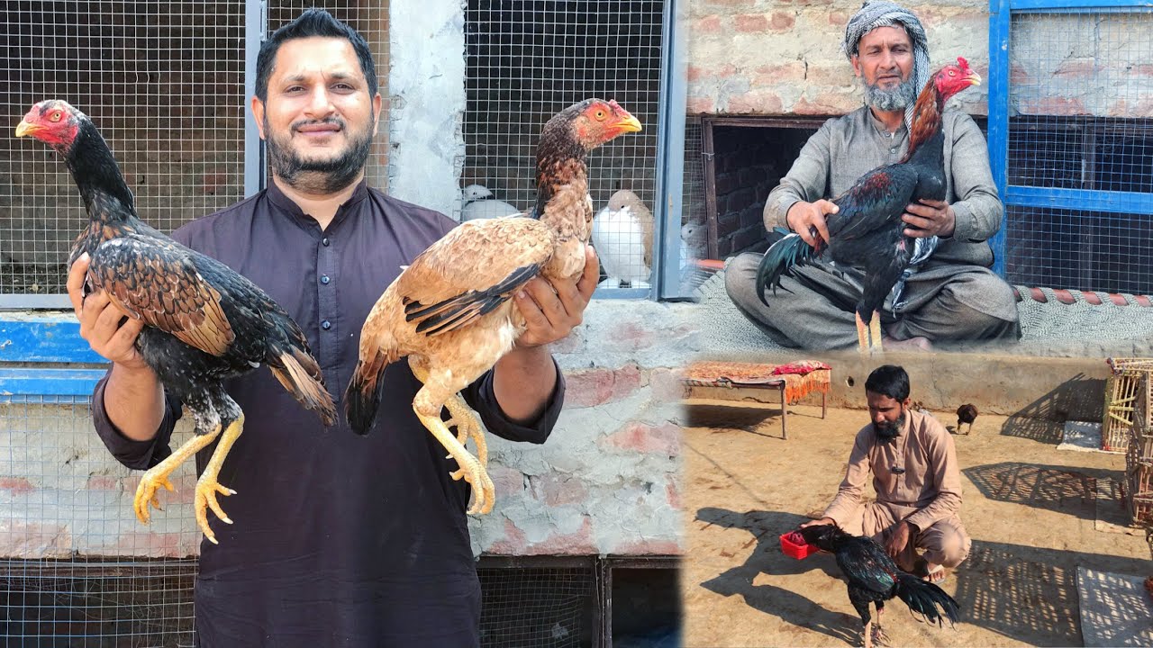 Kamalia aseel hens | بابا رمضان رما والی پیور #pets #petvlog #aseel