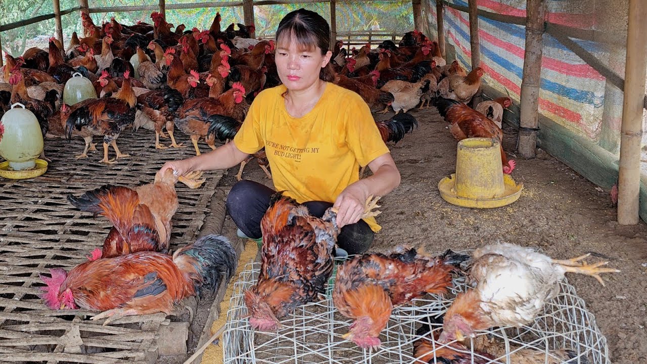 My chicken got sick and died.  Scary disease of chicken farmers. ( Ep 190).